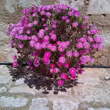 Di Cutalia - Cutalia Camemi